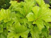 ACANTHUS 'HOLLARD'S GOLD'