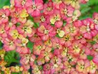 ACHILLEA 'WESERSANDSTEIN'