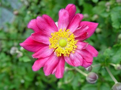 ANEMONE 'PRINZ HEINRICH'