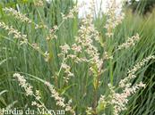 ARTEMISIA LACTIFLORA 'GUIZHOU'