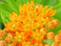ASCLEPIAS TUBEROSA