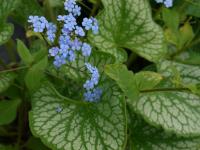 BRUNNERA MACROPHYLLA