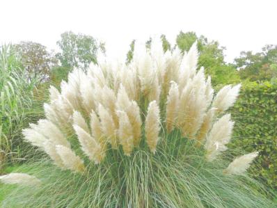 CALAMAGROSTIS BRACHYTRICHA