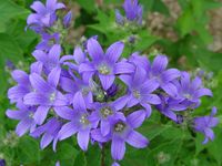 CAMPANULA LACTIFLORA 'PRICHARD'S VARIETY'