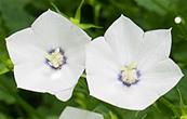 CAMPANULA 'JENNY' 