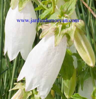 CAMPANULA PUNCTATA 'NANA ALBA'