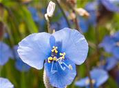 COMMELINA DIANTHIFOLIA