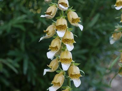 DIGITALIS LAEVIGATA