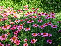 ECHINACEA PURPUREA RUBINSTERN - ECHINACEE POURPRE