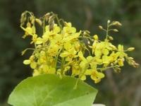 EPIMEDIUM PERRALDERIANUM