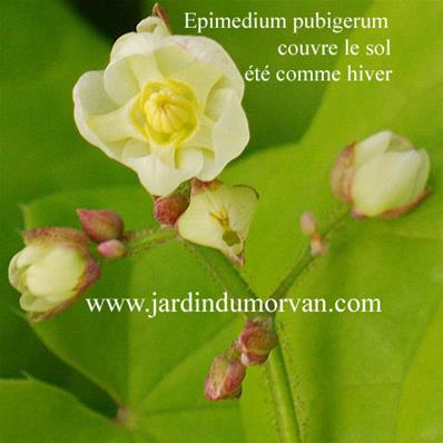 EPIMEDIUM PUBIGERUM