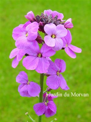 ERYSIMUM 'BOWLES MAUVE'