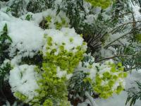 EUPHORBIA CHARACIAS SSP WULFENII