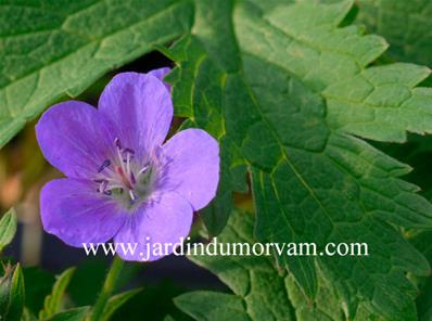 GERANIUM SYLVATICUM 'MERAN' 