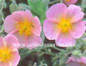 HELIANTHEMUM 'RHODANTE CARNEUM'