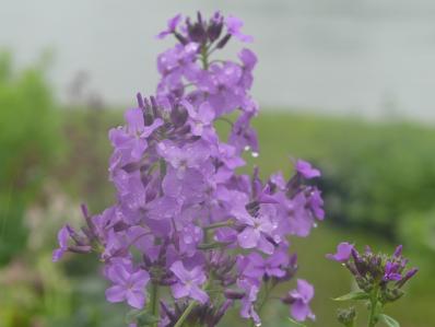 HESPERIS MATRONALIS