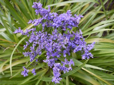 LIMONIUM GMELINII ssp HUGARICUM