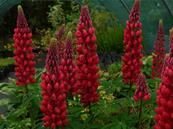 LUPINUS 'EDELKNABE'