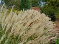 MISCANTHUS SINENSIS 'YAKUSHIMA DWARF'