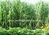 MISCANTHUS 'GIGANTEUS'