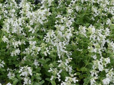 NEPETA RACEMOSA 'SNOWFLAKE'