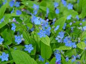 OMPHALODES VERNA