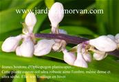 OPHIOPOGON PLANISCAPUS (164)