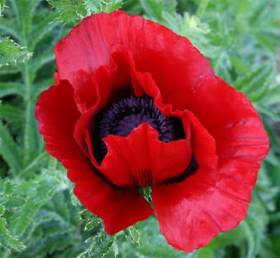 PAPAVER BRACTEATUM (81)