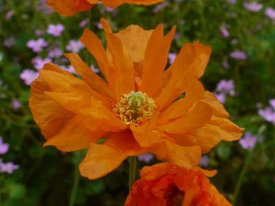 PAPAVER RUPIFRAGUM