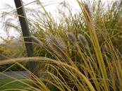 PENNISETUM JAPONICUM