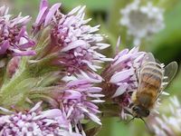 PETASITES FRAGRANS