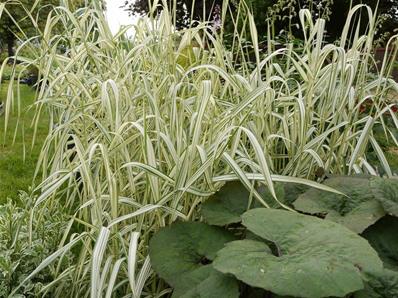 PHALARIS ARUNDINACEA 'LUTEOPICTA'