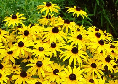 RUDBECKIA FULGIDA VAR. SULLIVANTII 'GOLDSTURM'