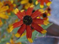 RUDBECKIA TRILOBA 'PRAIRY GLOW'