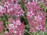 SEDUM 'ABBEYDORE'
