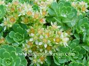 SEDUM PACHYCLADOS (104)