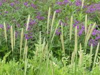 PENNISETUM MACROURUM