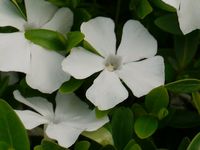 VINCA MINOR 'WHITE POWER'