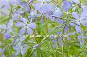 PHLOX DIVARICATA SSP LAPHAMII