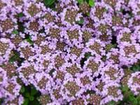 THYMUS LONGICAULIS 'ODORATUS'