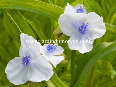 TRADESCANTIA VIRGINIANA 'OSPREY'