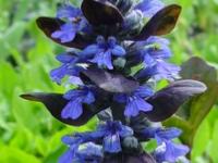 AJUGA REPTANS 'CATLIN'S GIANT'