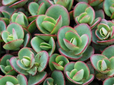 SEDUM 'LIME ZINGER'