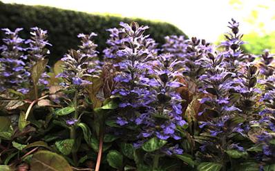 AJUGA REPTANS 'SIMON'S TYPE'