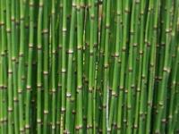 EQUISETUM CAMTSCHATCENSE