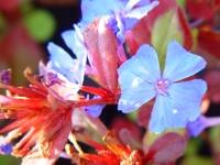 CERATOSTIGMA PLUMBAGINOIDES