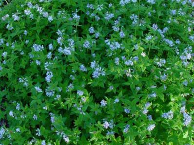 ASPERULA LILACIFLORA