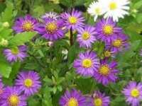 ASTER AGERATOIDES 'EZO MURAZAKI'