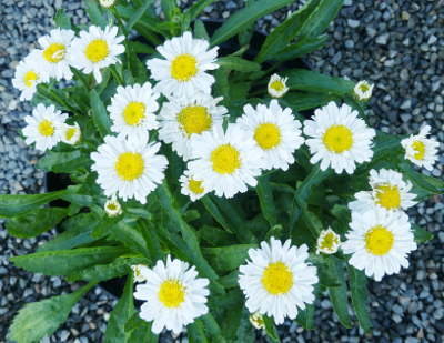 LEUCANTHEMUM REAL JOY