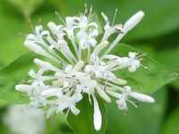 ASPERULA TAURINA